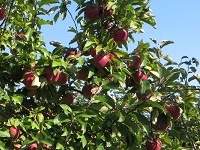Apfelbaum ein Apfelbaum
