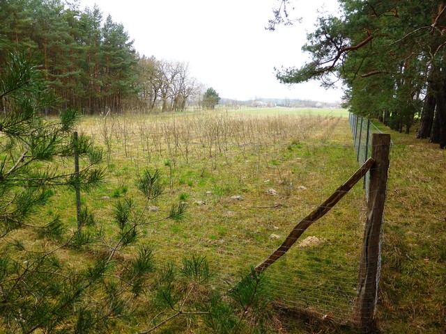 Eine Gehölzpflanzung mit Waldrandgestaltung bietet sich an, wenn damit Lücken geschlossen werden können. (Bodenordnungsverfahren „Bensdorf“, Pflanzung an der Lindenstraße, Fertigstellung 2012)