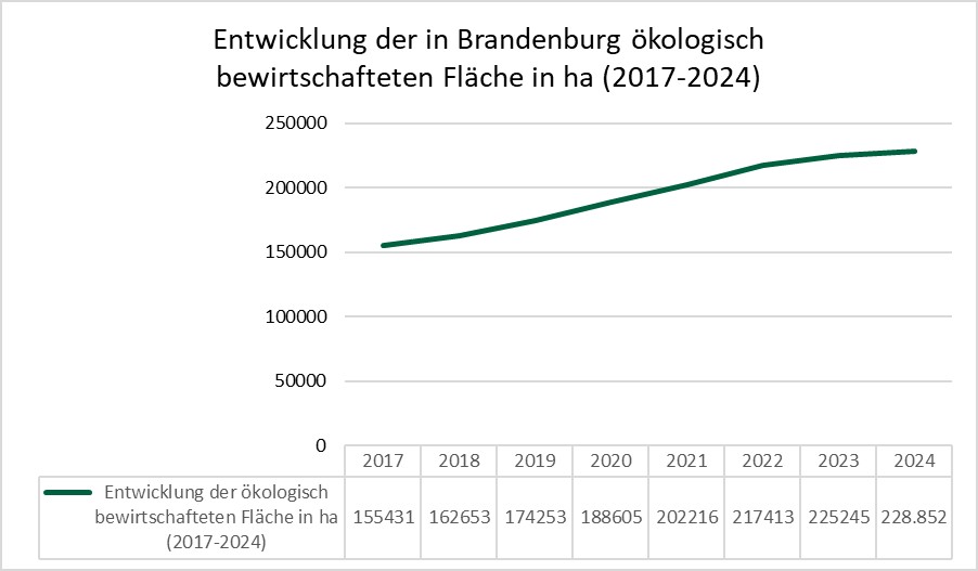 Die Entwicklung der in Brandenburg ökologisch bewirtschafteten Fläche ist durch einen stetigen Zuwachs gekennzeichnet. Waren es 2017 noch 155.431 Hektar die in Brandenburg ökologisch bewirtschaftet wurden, stieg die Zahl über die Jahre 2018 (162.653 Hektar), 2019 (174.253 Hektar), 2020 (188.605 Hektar), 2021 (202.216 Hektar), 2022 (217.413 Hektar), 2023 (225.245 Hektar) bis auf 228.852 Hektar im Jahr 2024 an.