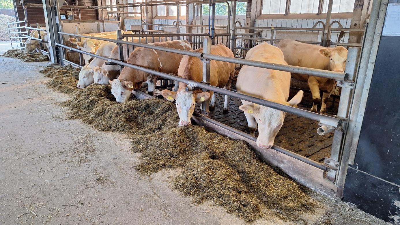 eine Gruppe Färsen im Maststall