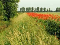 Feldrand mit Mohn als Beikraut Feldrand mit Mohn als Beikraut
