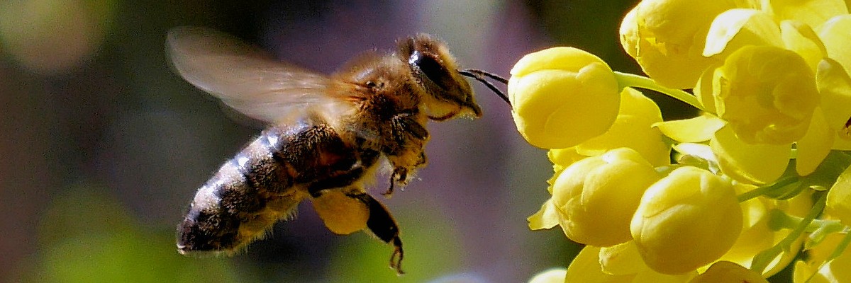 Honigbiene an Mahonie