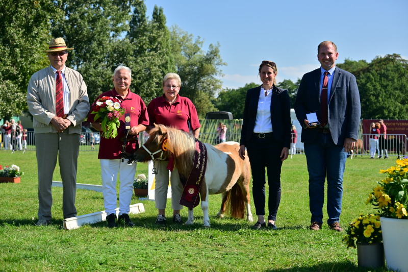 Siegerstute 2023 „Karina von Rehgraben“ (Vater: Xado von Rehgraben, Muttervater: Rosso) der Rasse Shetland Ponystuten unter 87cm, Züchter: Ulrich Braune, Nuthetal