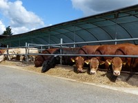 Leistungsprüfungen Rind Leistungsprüfungen Rind