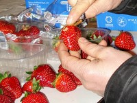 Qualitätskontrolle Erdbeeren