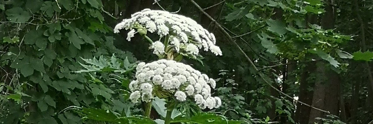 Riesenbärenklau Blüte