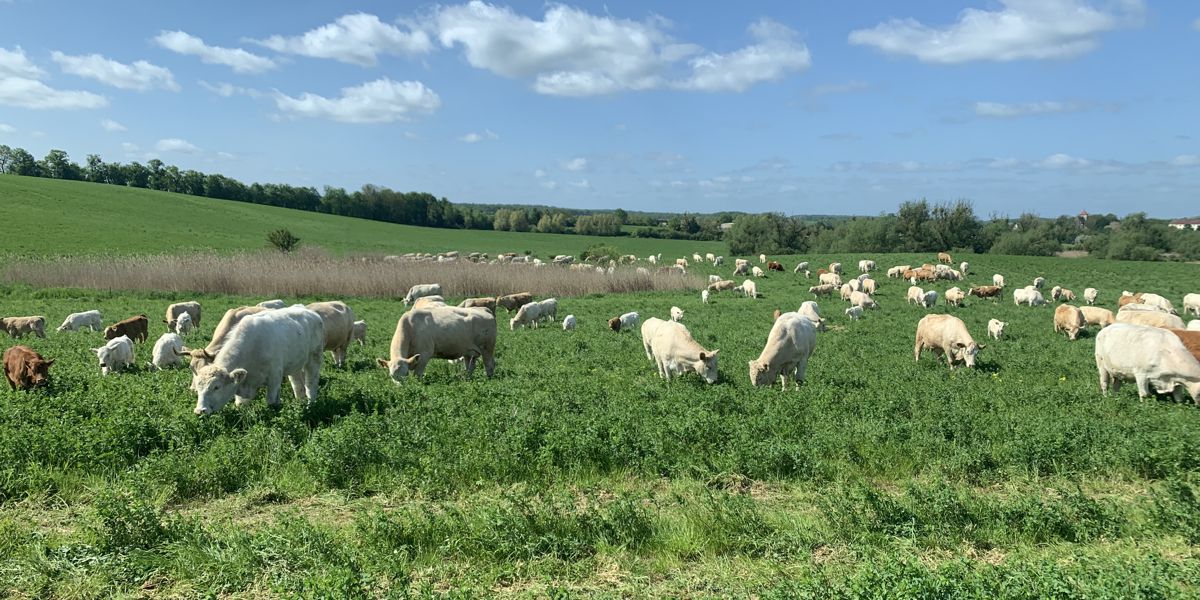 Bild: eine Rinderherde grast auf Grünland