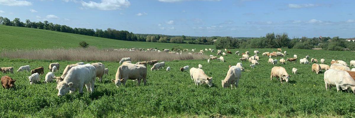 mehrere Rinder auf einer grünen Wiese