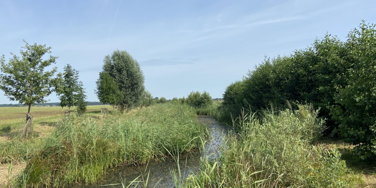 Bild: nach der Renaturierung schlängelt sich der Breite Graben wieder durch die Landschaft
