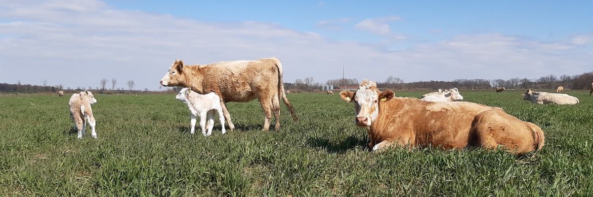 Mutterkühe und Kälber Mutterkühe und Kälber