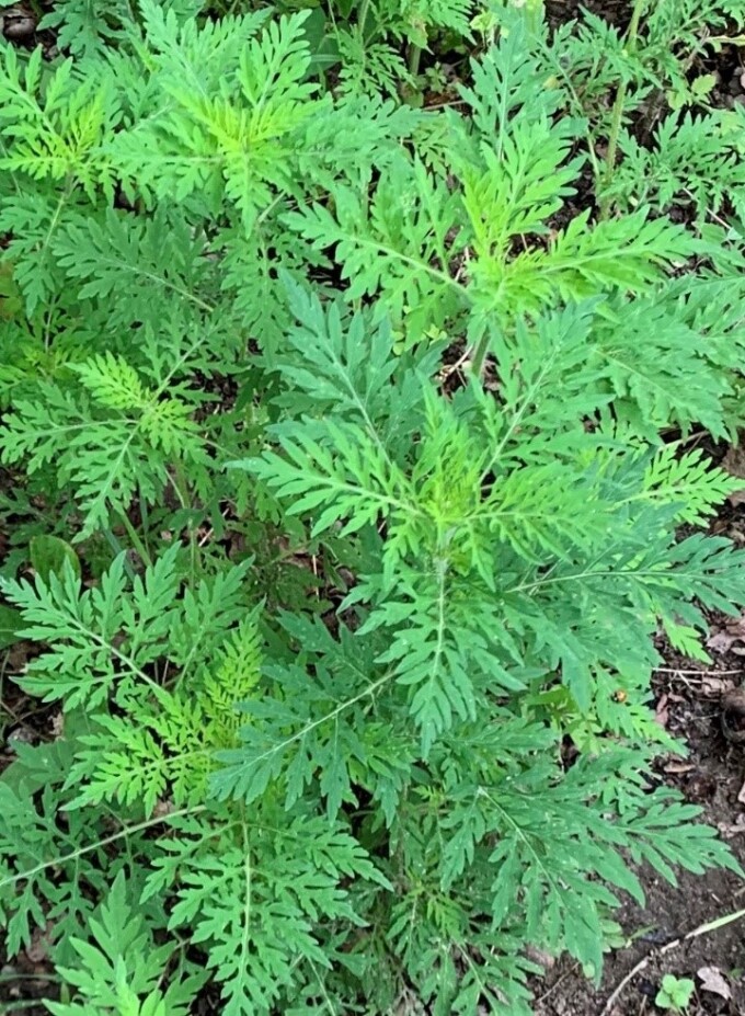 Ambrosia Erkennungsmerkmale