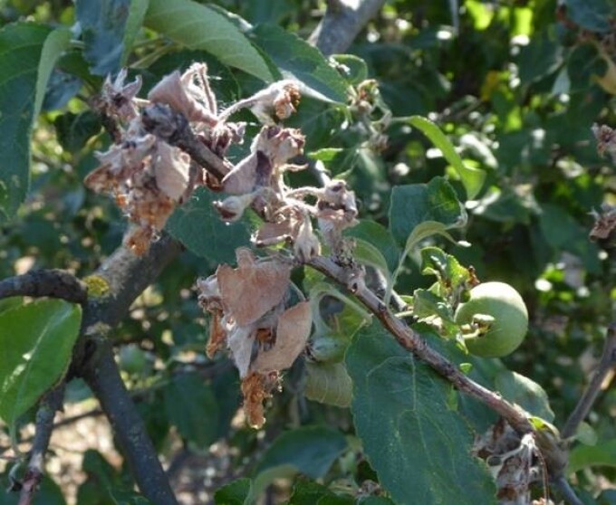 Welkende Blütenstände eines Apfelbaumes
