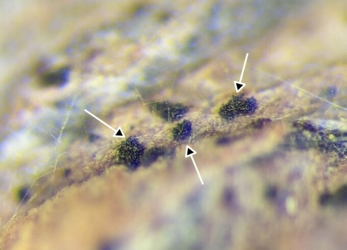 Schwarze Fruchtkörpern und herausbrechende Konidiosporen von Diplodia seriata auf den Blütenstielen