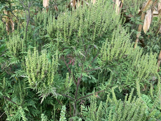 Ambrosia Blütenstände