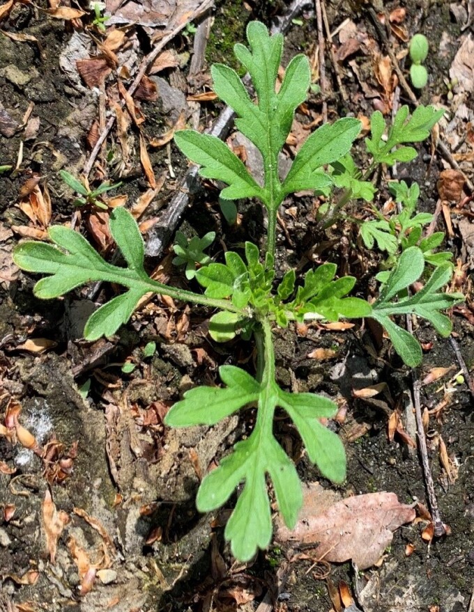 Ambrosia Entwicklungsstadien Mai-Juni