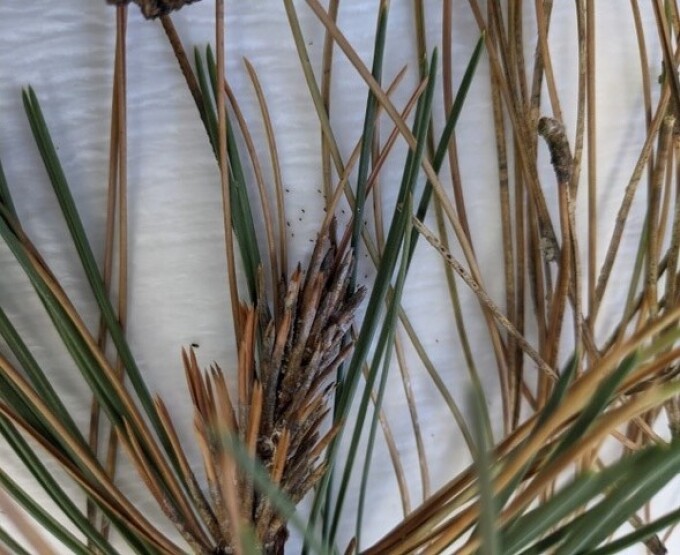 Verbräunte Kiefernadeln mit Diplodia-Befall