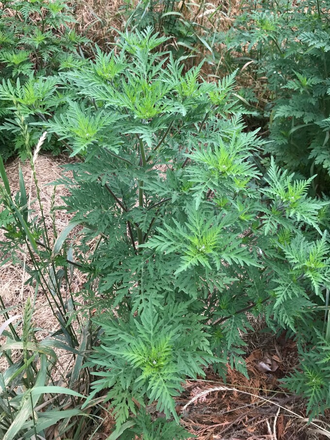 Ambrosia Entwicklungsstadien Juli