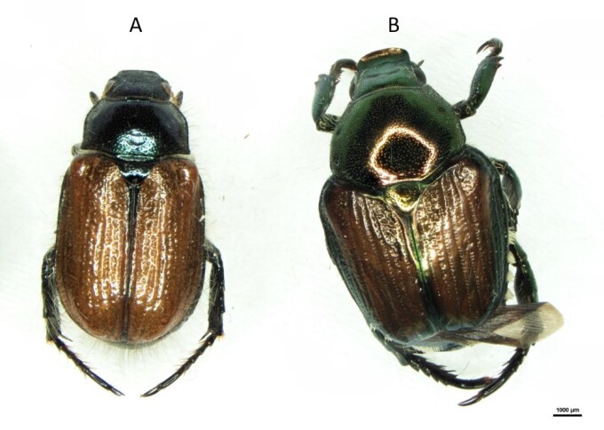 Gartenlaubkäfer und Japankäfer, Draufsicht