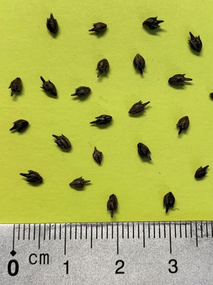 Ambrosia-Samen und ein Lineal für den Größenvergleich