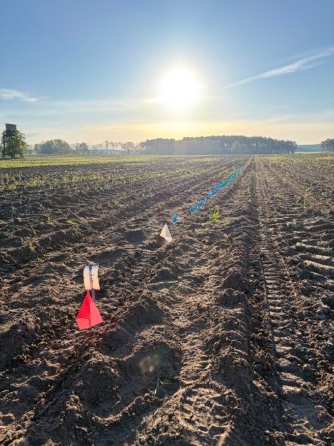 bunte Fähnchen auf dem Feld markieren den Auflauf der Saat