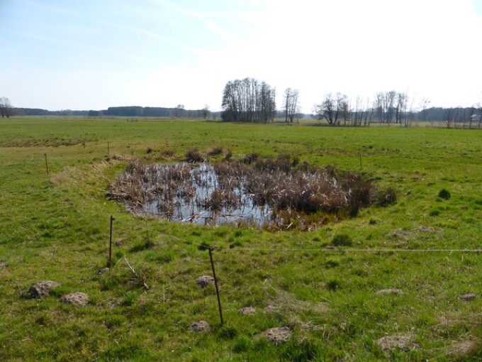 Die Wiederherstellung von Kleingewässern gibt der Natur die Möglichkeit, landwirtschaftlich ohnehin nicht nutzbare Räume zurückzuerobern. (Bodenordnungsverfahren „Drewitzer Nuthewiesen“, Tümpel hinter dem ehemaligen Forumgelände, Realisierung 2003)