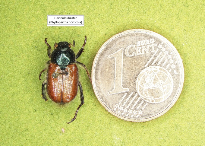 ein Gartenlaubkäfer neben einer 1-Cent-Münze