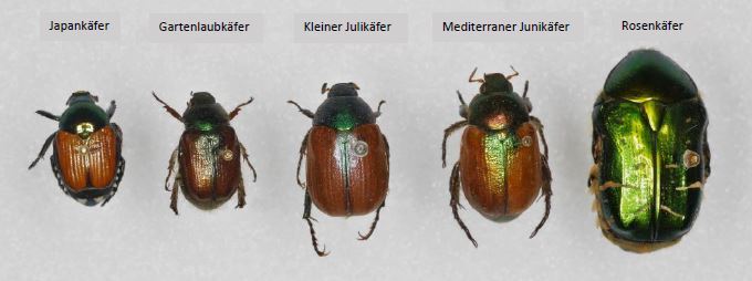 ein Japankäfer und vier andere Blatthornkäfer