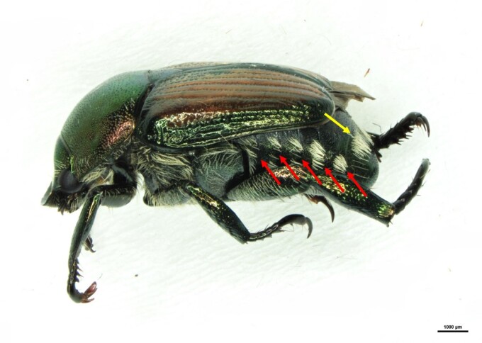 Seitenansicht des Japankäfers