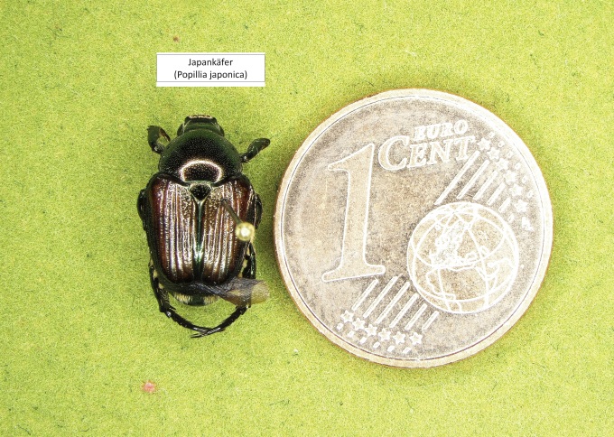 ein Japankäefer nebener einer 1-Cent-Münze