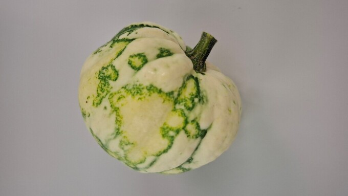 ein Kürbis zeigt Virusverdachtssymptome