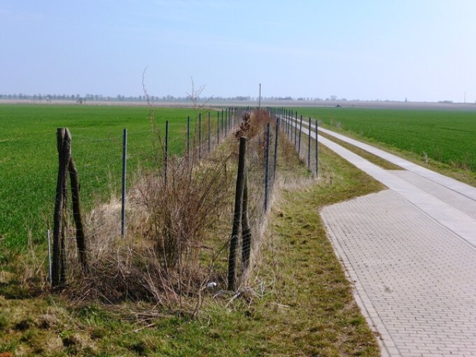 Als Ausgleich für die Versiegelung infolge des Wegeausbaus können Heckenpflanzungen sinnvoll sein. Sie sind als Wind- und Erosionsschutz ein wichtiges Landschaftselement. (Flurbereinigungsverfahren „Oehna“, Pflanzmaßnahme entlang des Borgisdorfer Weges, Realisierung 2011)