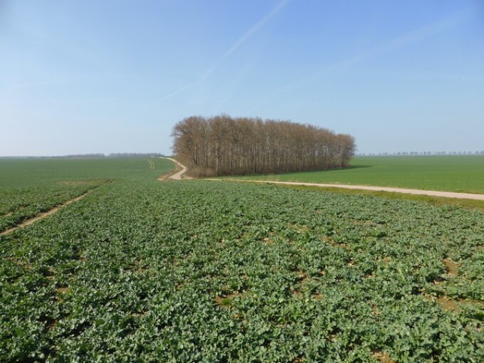 Der Schutz von wesentlichen Landschaftselementen ist besonders bei intensiv genutzten Flächen und stark ausgeräumter, eintöniger Landschaft von großer Bedeutung. (Flurbereinigungsverfahren „Oehna“, Naturdenkmal am Flämingskate zwischen Bochow und Langenlipsdorf)