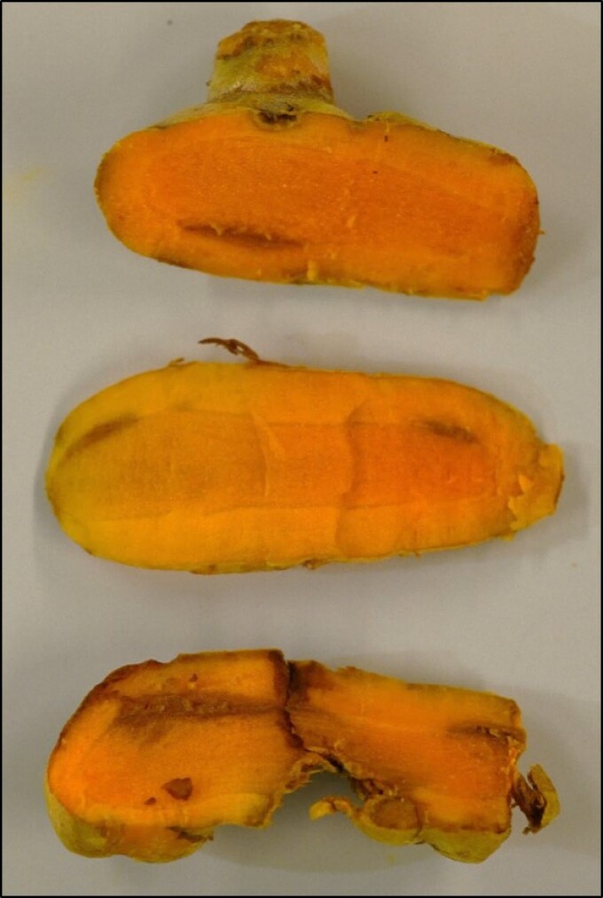 Kurkuma mit typischen Symptomen einer Infektion mit Ralstonia pseudosolanacearum