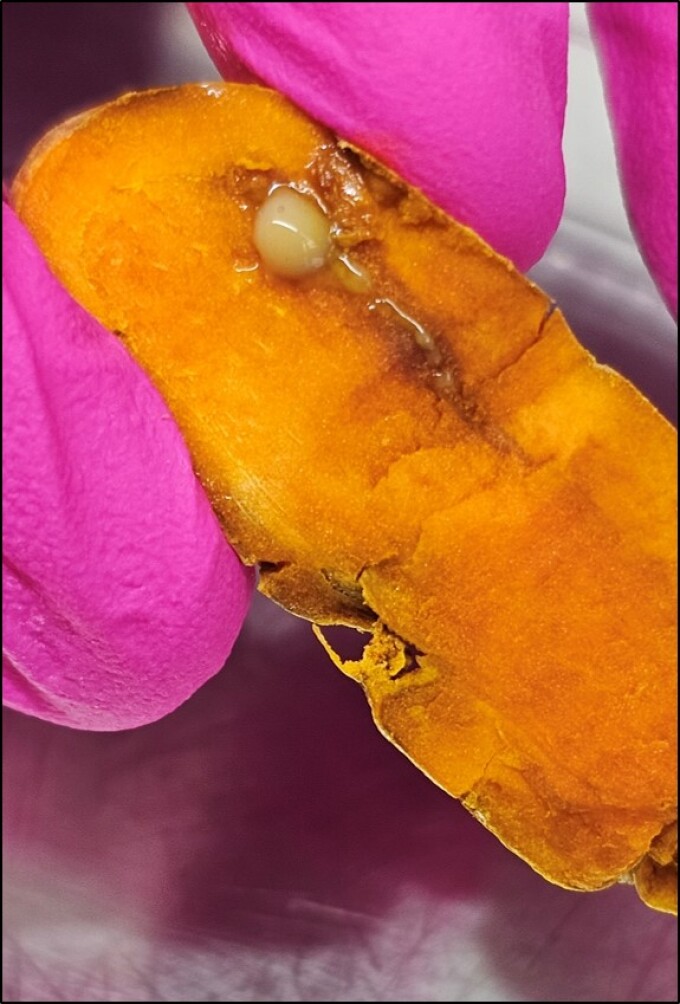 Bakterieller Schleimaustritt von Ralstonia pseudosolanacearum