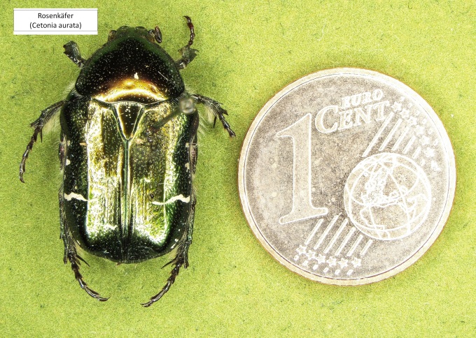 ein Rosenkäfer neben einer 1-Cent-Münze