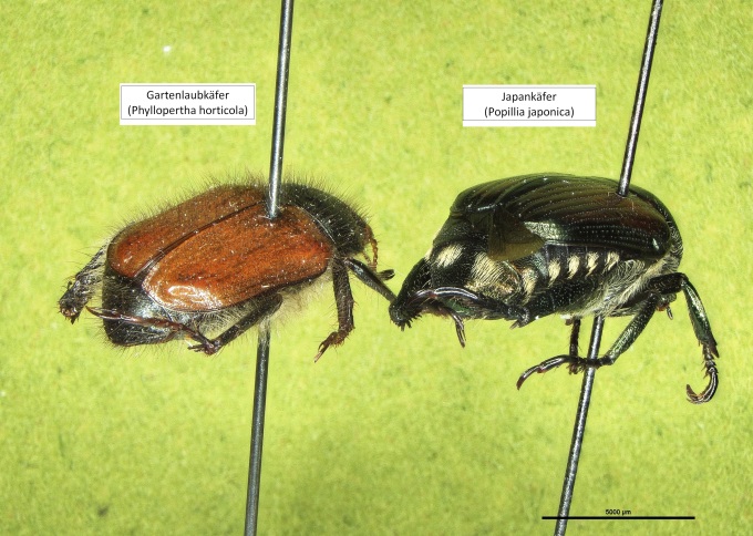 ein Japankäfer und ein Gartenlaubkäfer