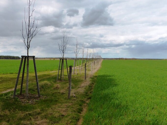 Entstehen bei Ausbaumaßnahmen Verluste an Bäumen, müssen diese durch Neupflanzungen kompensiert werden. (Bodenordnungsverfahren „Warchau/Gollwitz“, Baumreihe am Weg zum Gollwitzer Berg, Realisierung 2013)