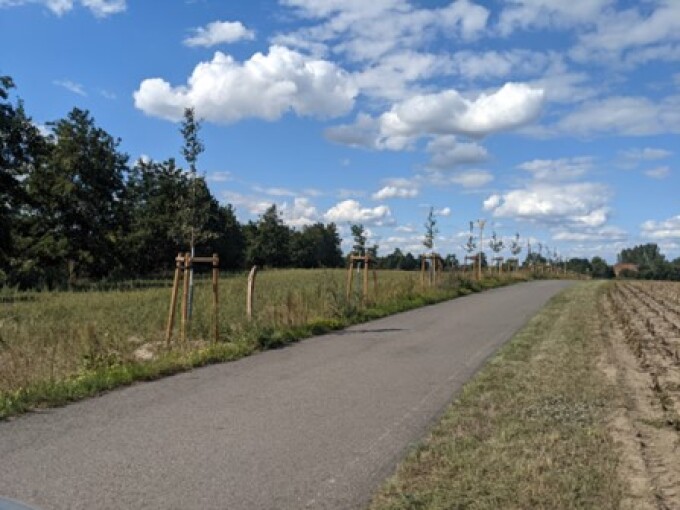 neben dem Fasanerieweg wachsen junge Bäume