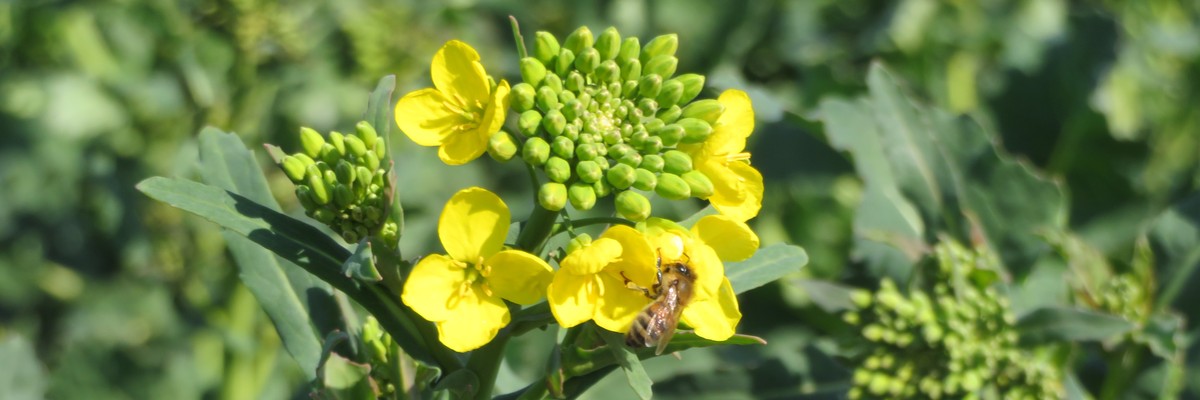 Winterraps mit Biene Winterraps mit Biene